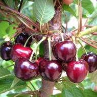 Саджанець Черешня  Бігаро Бурлат